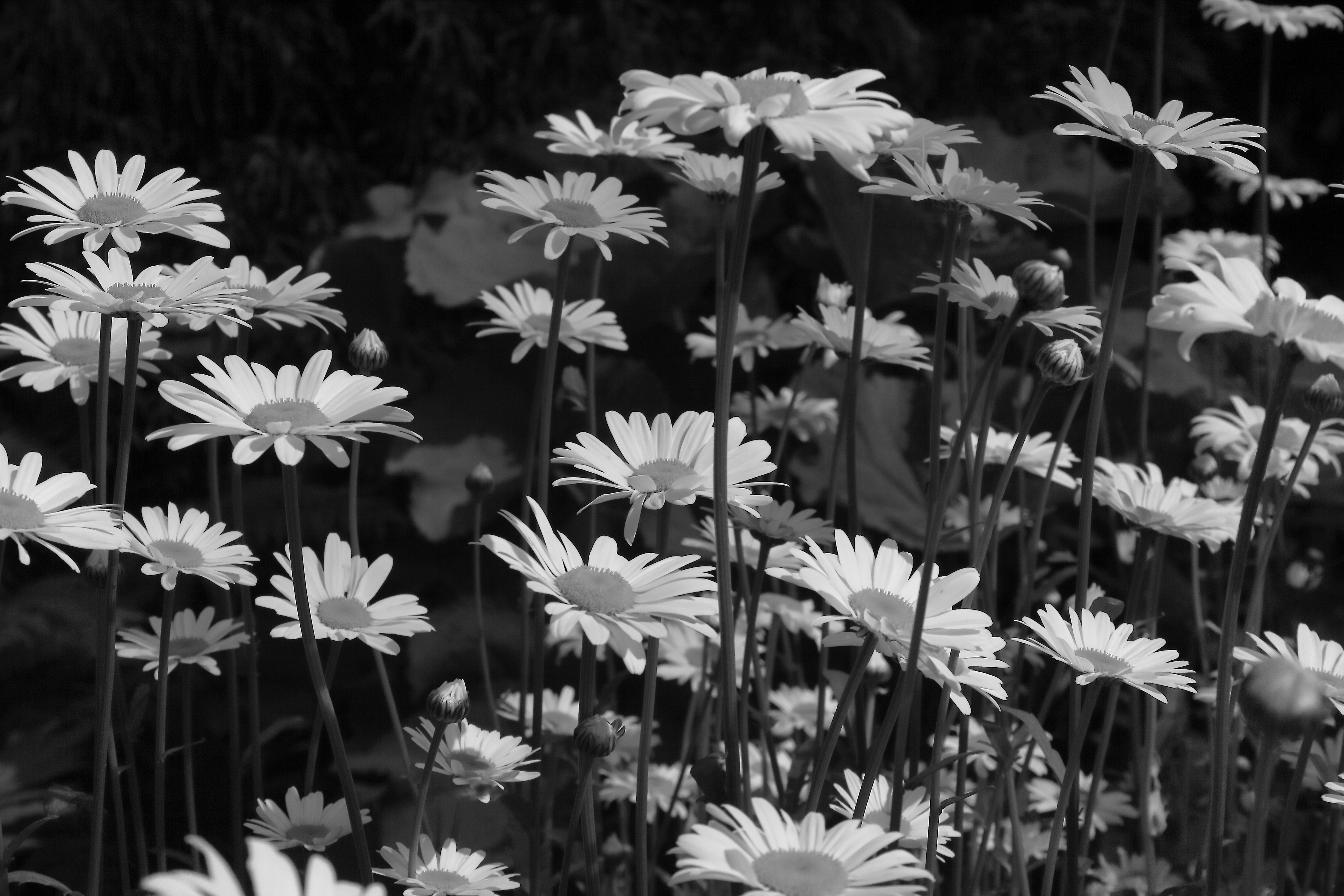 2011 05 27 IMG 32715ebw